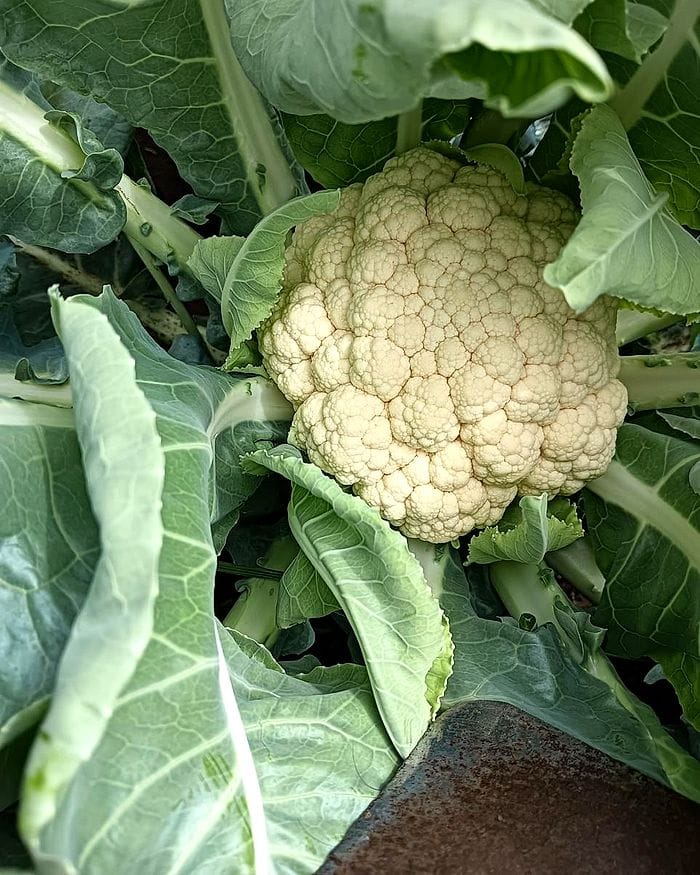A fresh cauliflower head surrounded by green leaves in the field.
