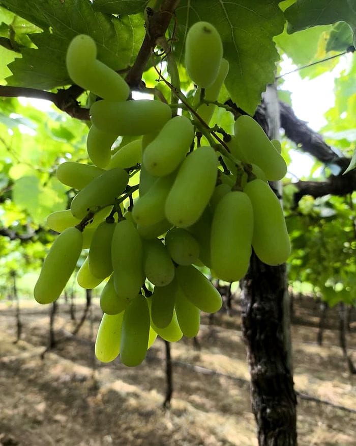Bunches of green grapes ripening on the vine.