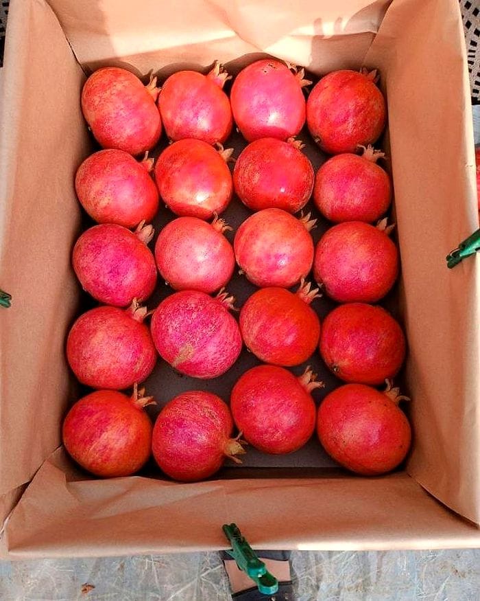 Ripe pomegranates neatly packed in a lined box for dispatch.