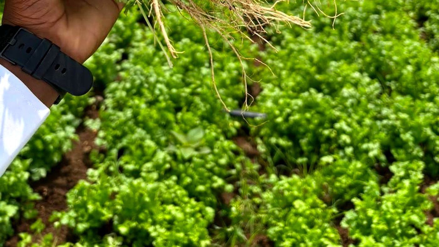 Fresh coriander harvested with roots, held over a lush green farm field VEGIE AGRO sources from.